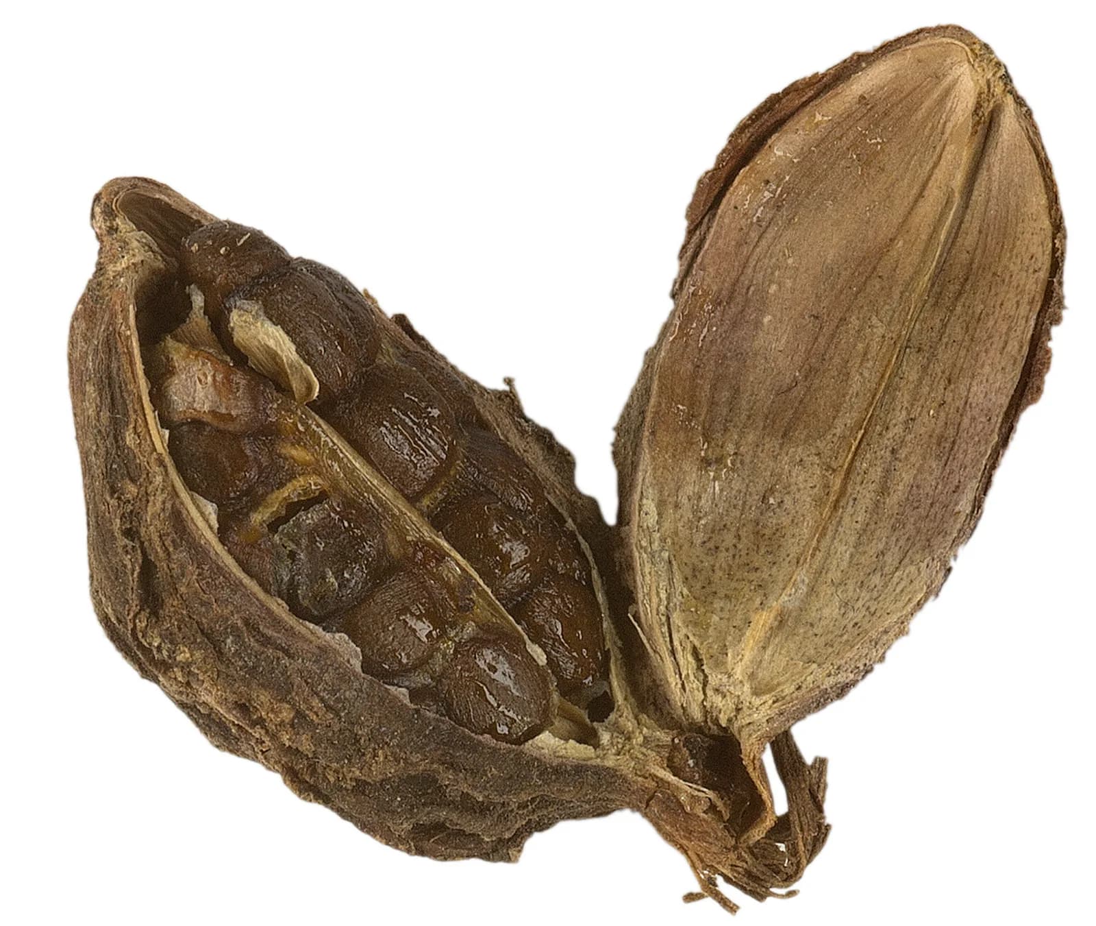 Close-up of a black cardamom pod split open, showing a glossy, sticky cluster of dark seeds packed inside the ridged husk