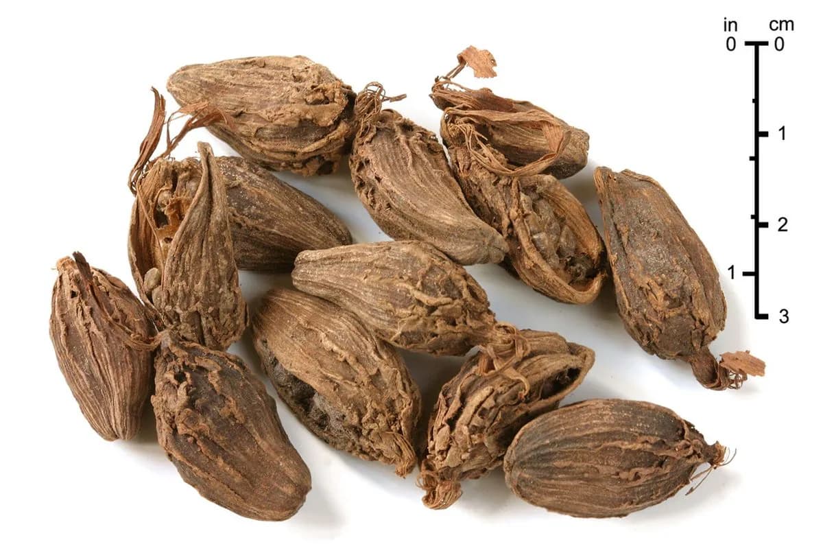 Bold grade black cardamom whole pods from Sankhuwasabha, Nepal, 22–28mm pods measured against a centimetre scale