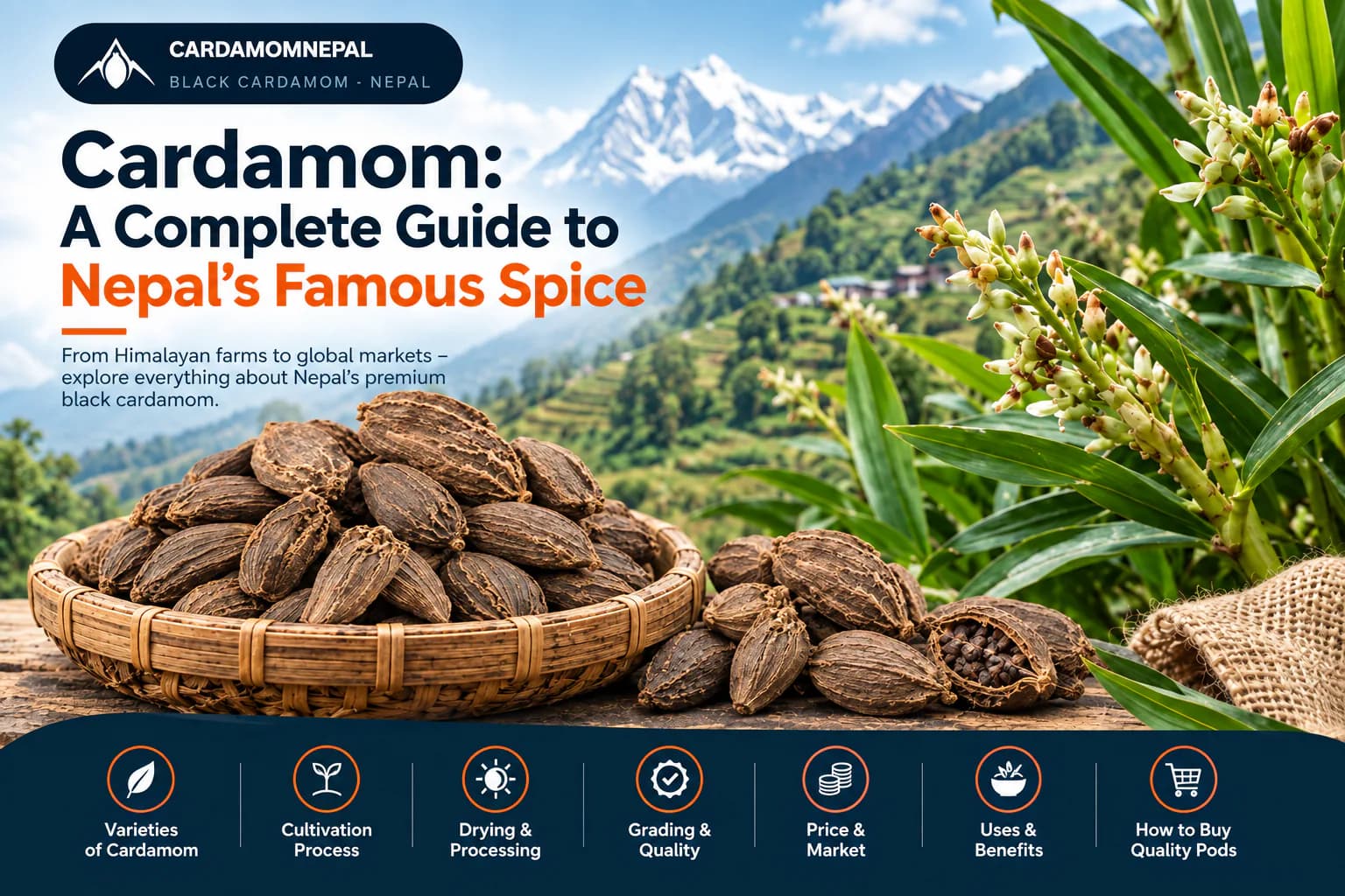 Nepal black cardamom pods in a bamboo basket with cardamom plants and Himalayan mountains