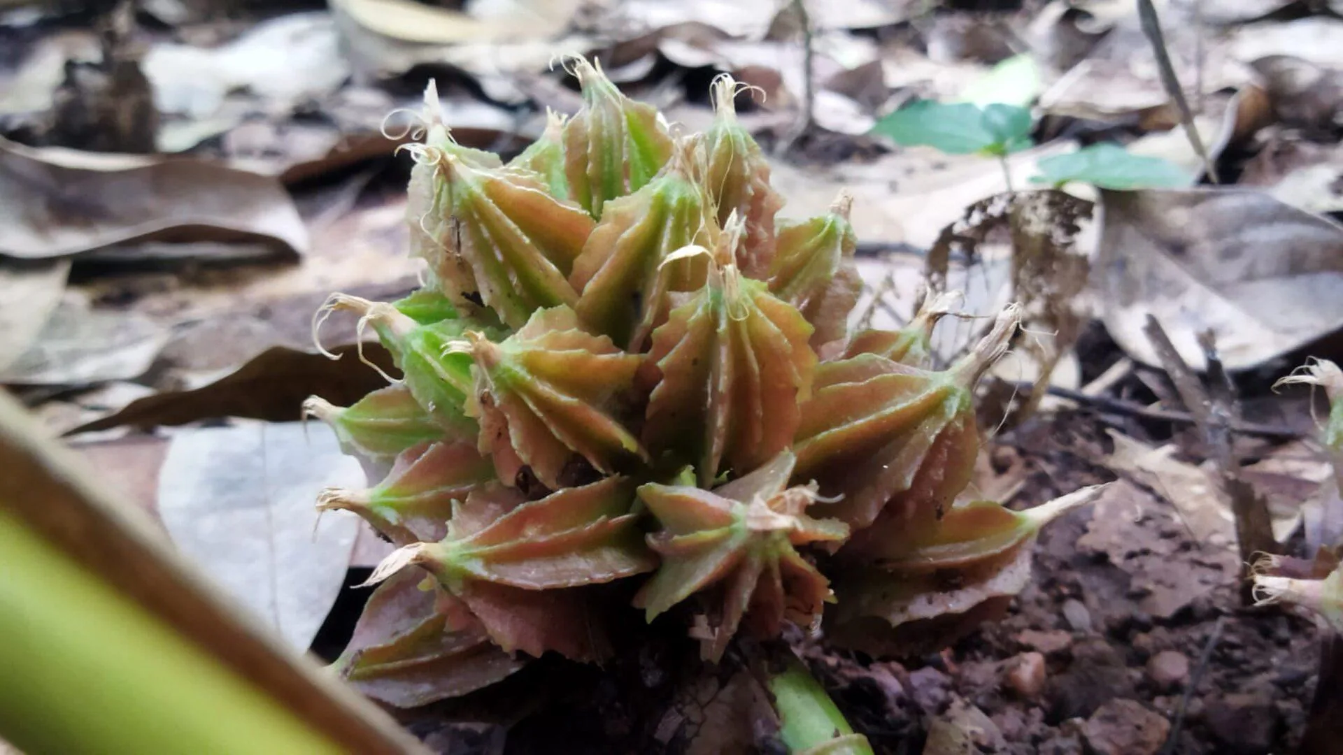 Fresh black cardamom pods growing at the base of the plant in Sankhuwasabha, Nepal
