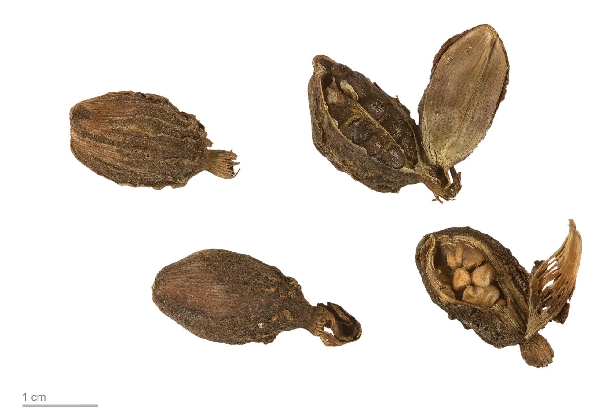 Four dried black cardamom pods against a 1 cm scale bar, two of them split open to show the seeds packed inside the chambers
