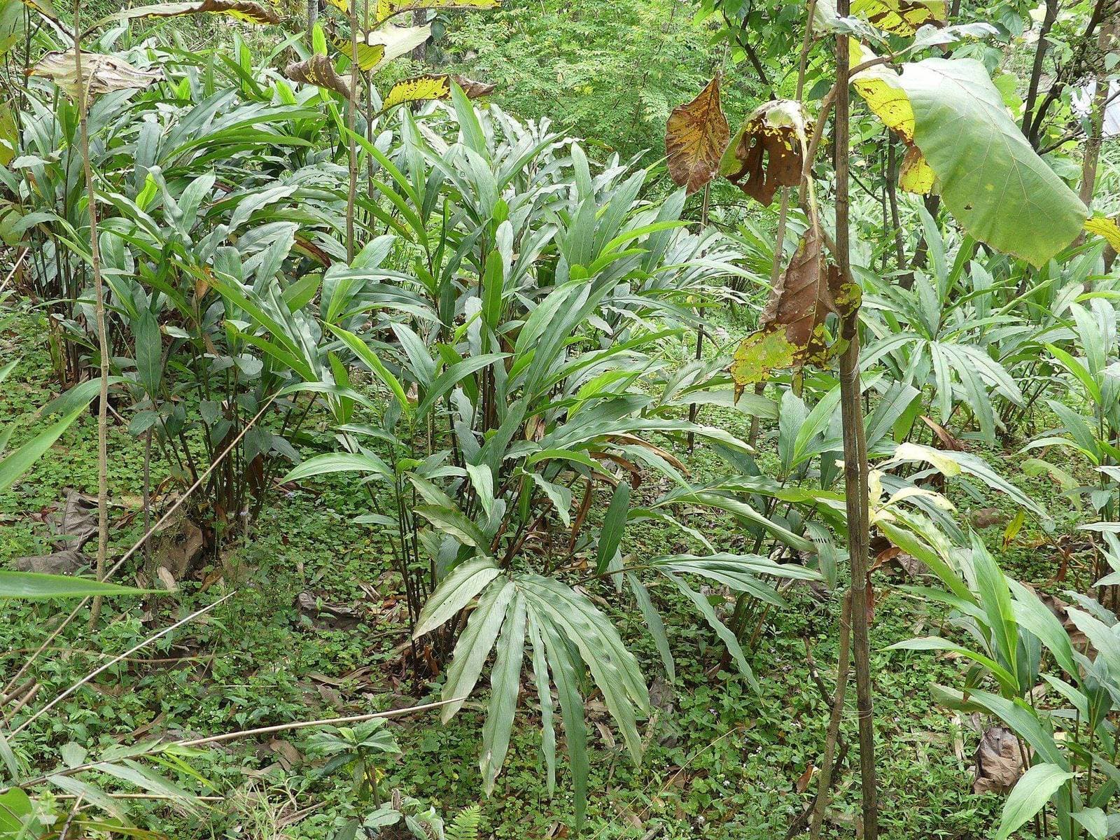 Shade-grown black cardamom plants on a hillside plantation in Sankhuwasabha district, eastern Nepal