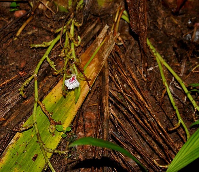 A green cardamom flowering stalk trailing along the forest floor, with a white flower striped in violet and a small developing pod