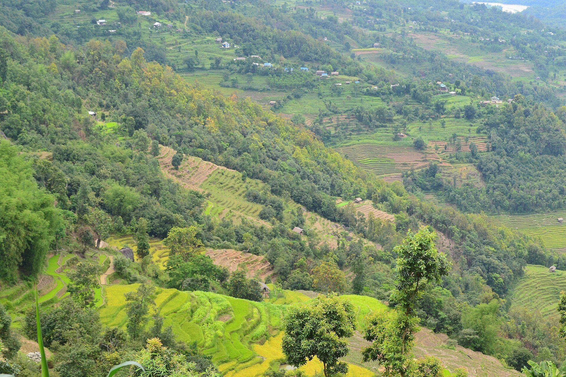 Terraced hillsides in eastern Nepal where Himalayan black cardamom is grown under forest shade
