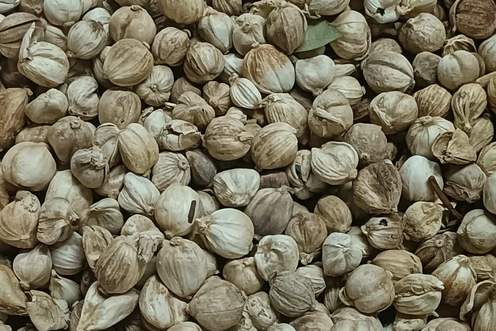 A heap of round, pale cream Siam cardamom pods, the plant sold in Thai and Chinese cooking as white cardamom